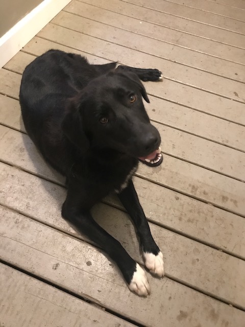 Otis