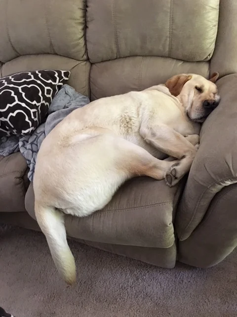 Buddy