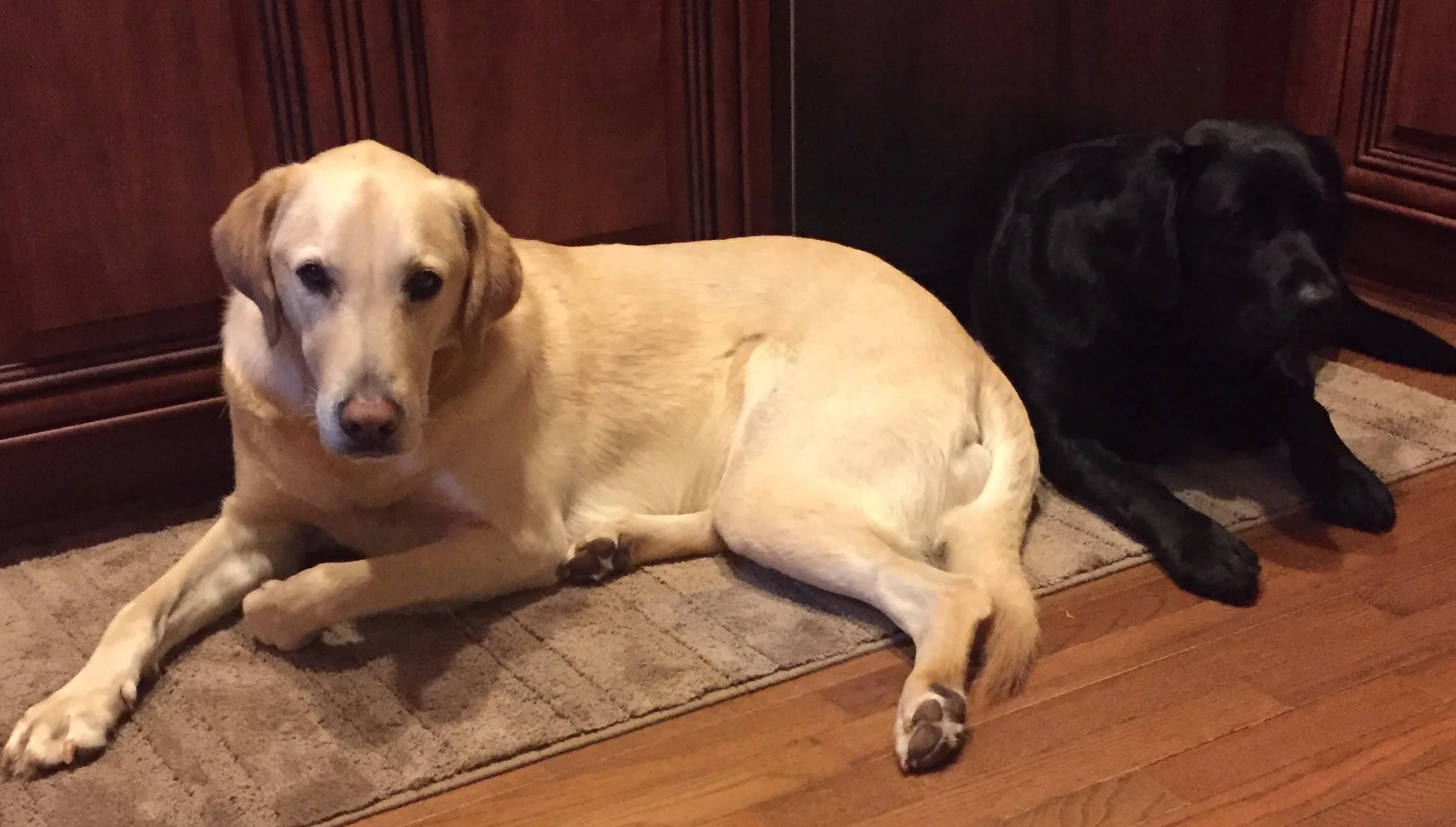 Shiloh and Samson