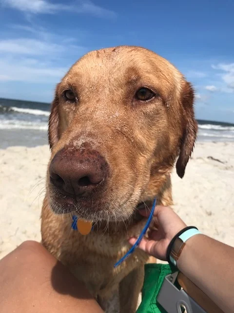 Brody