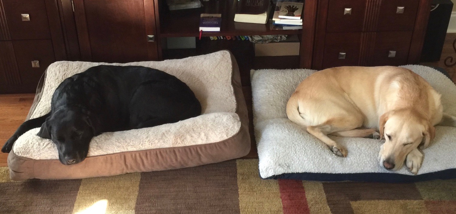 Shiloh and Samson