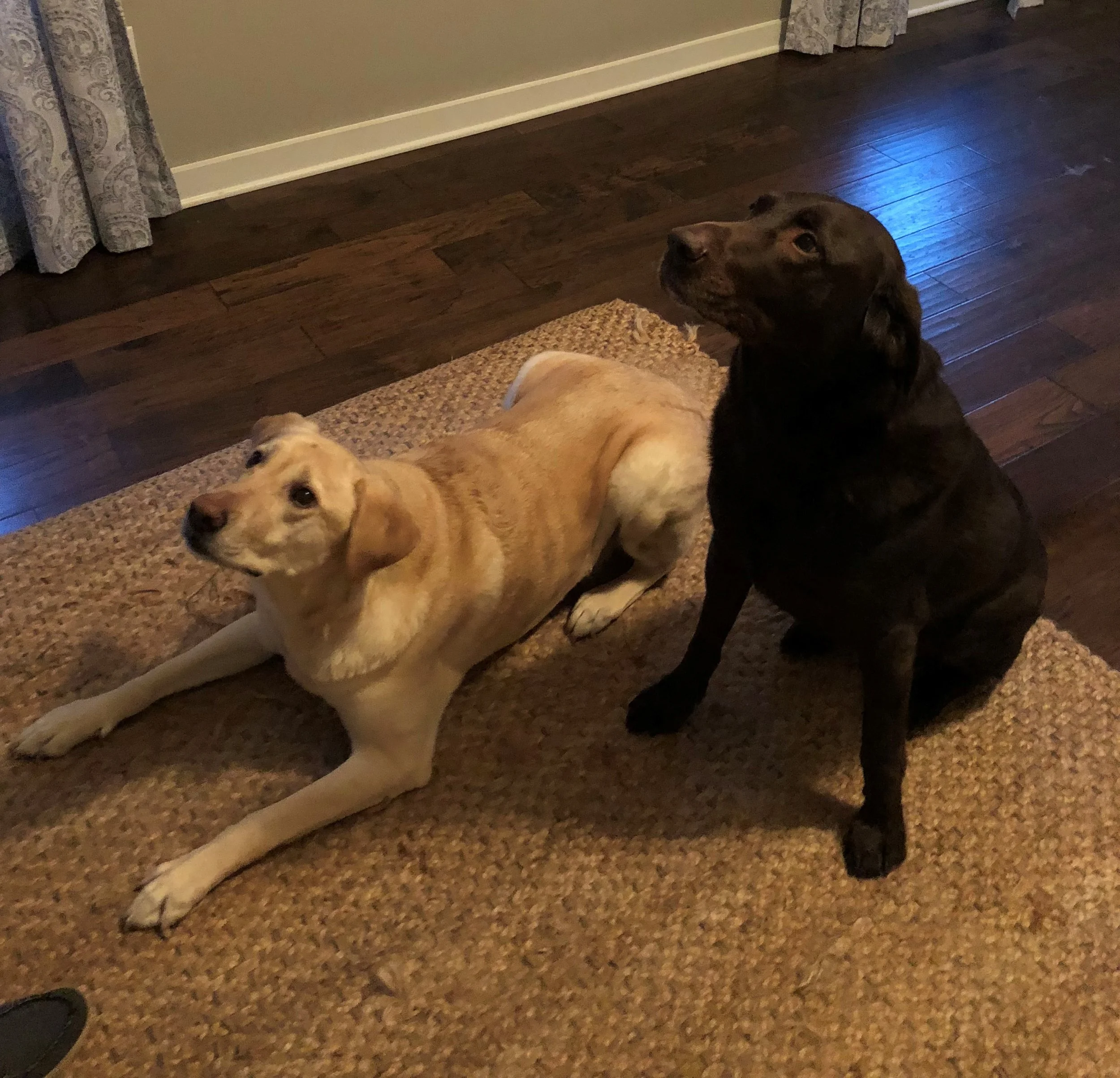 Bella and Bryant