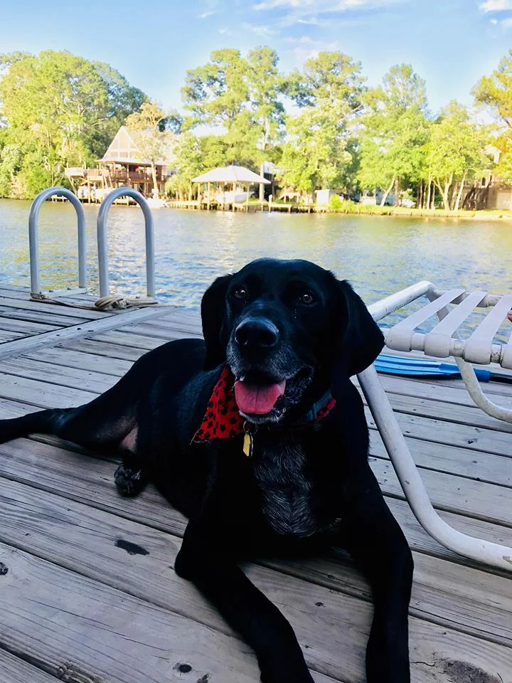 Bosco