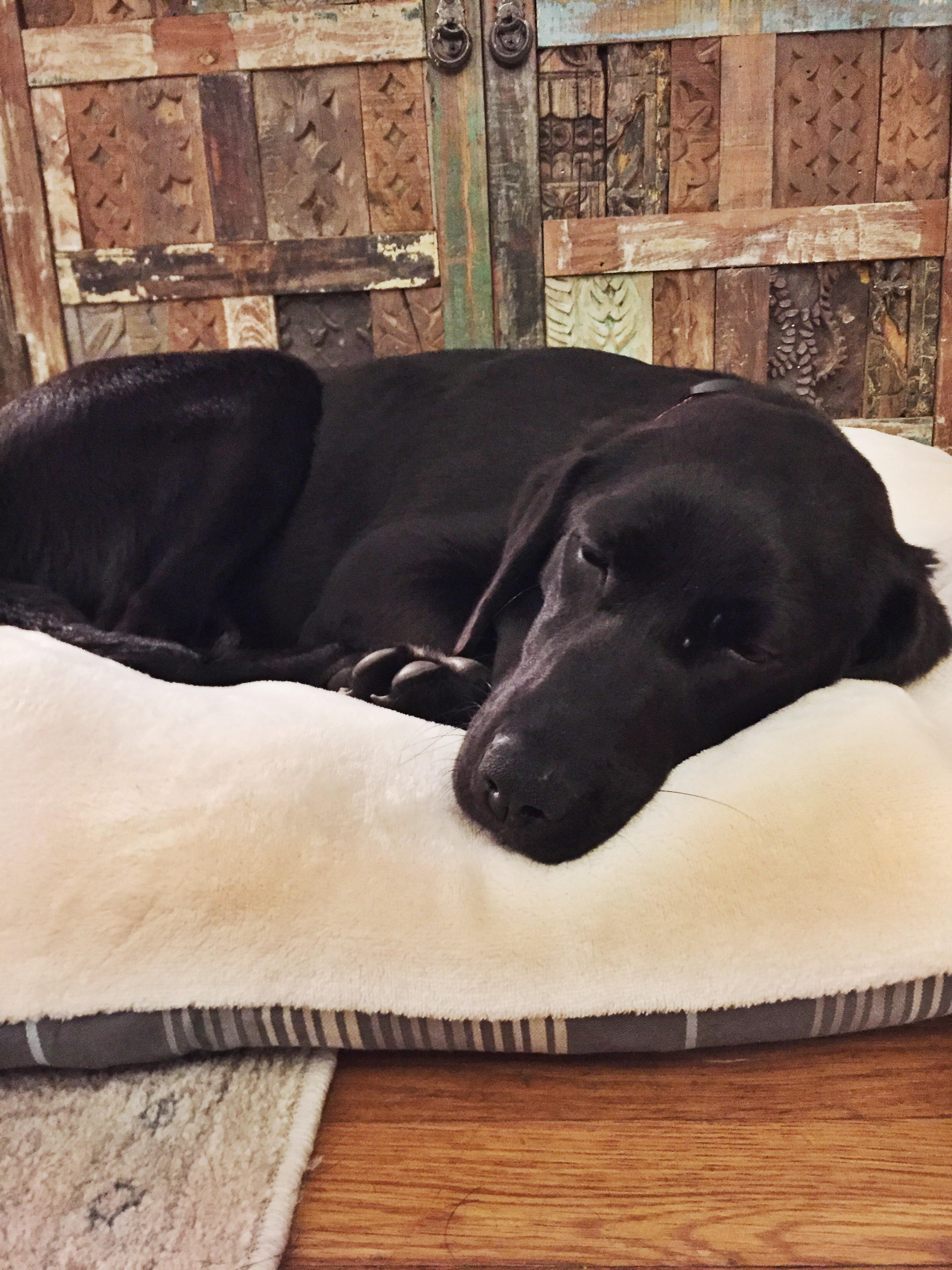 Pippa