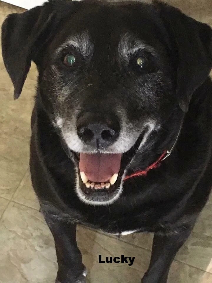 In Loving Memory — Southern Skies Labrador Rescue & Adoption