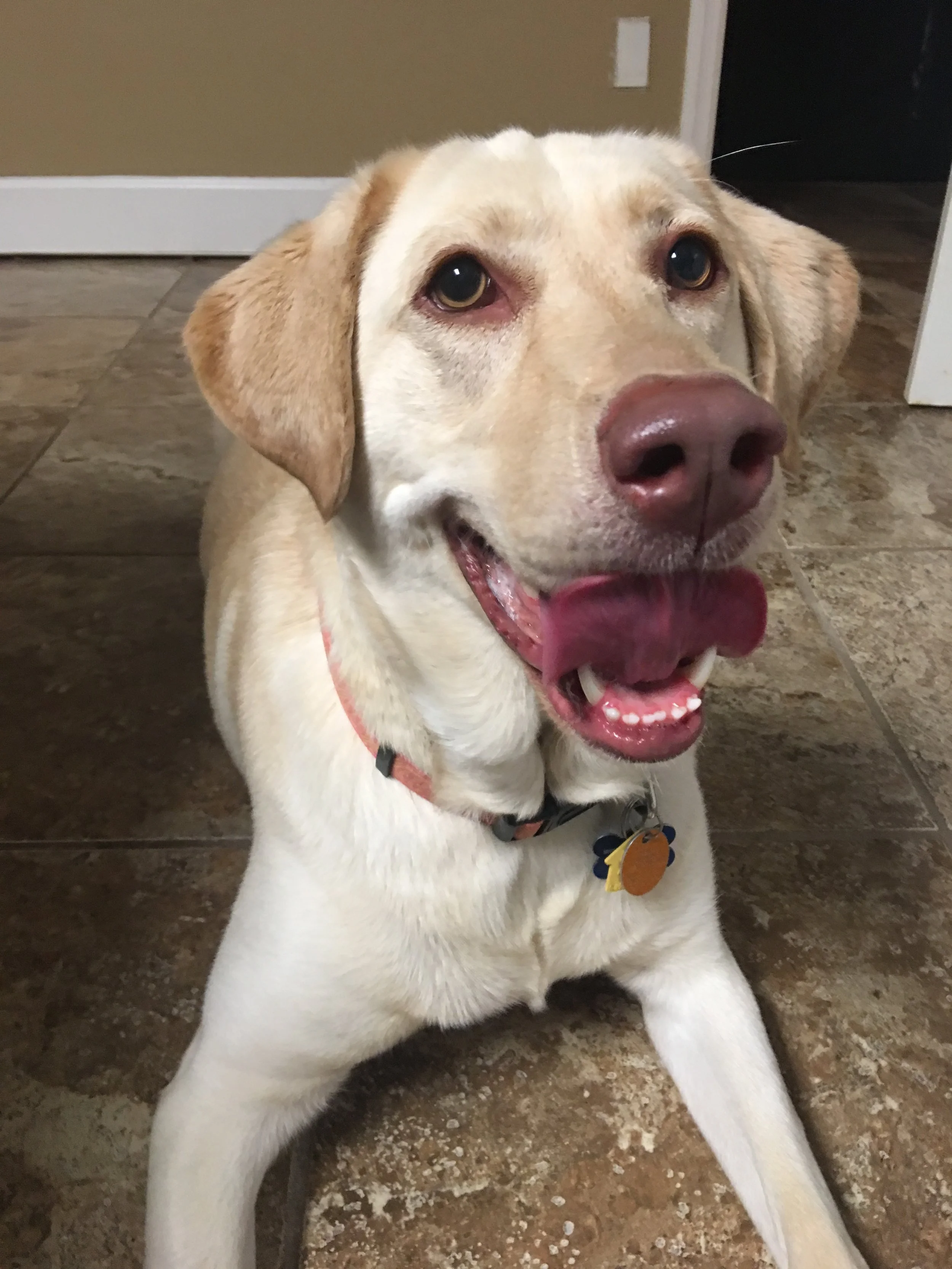 southern labrador rescue