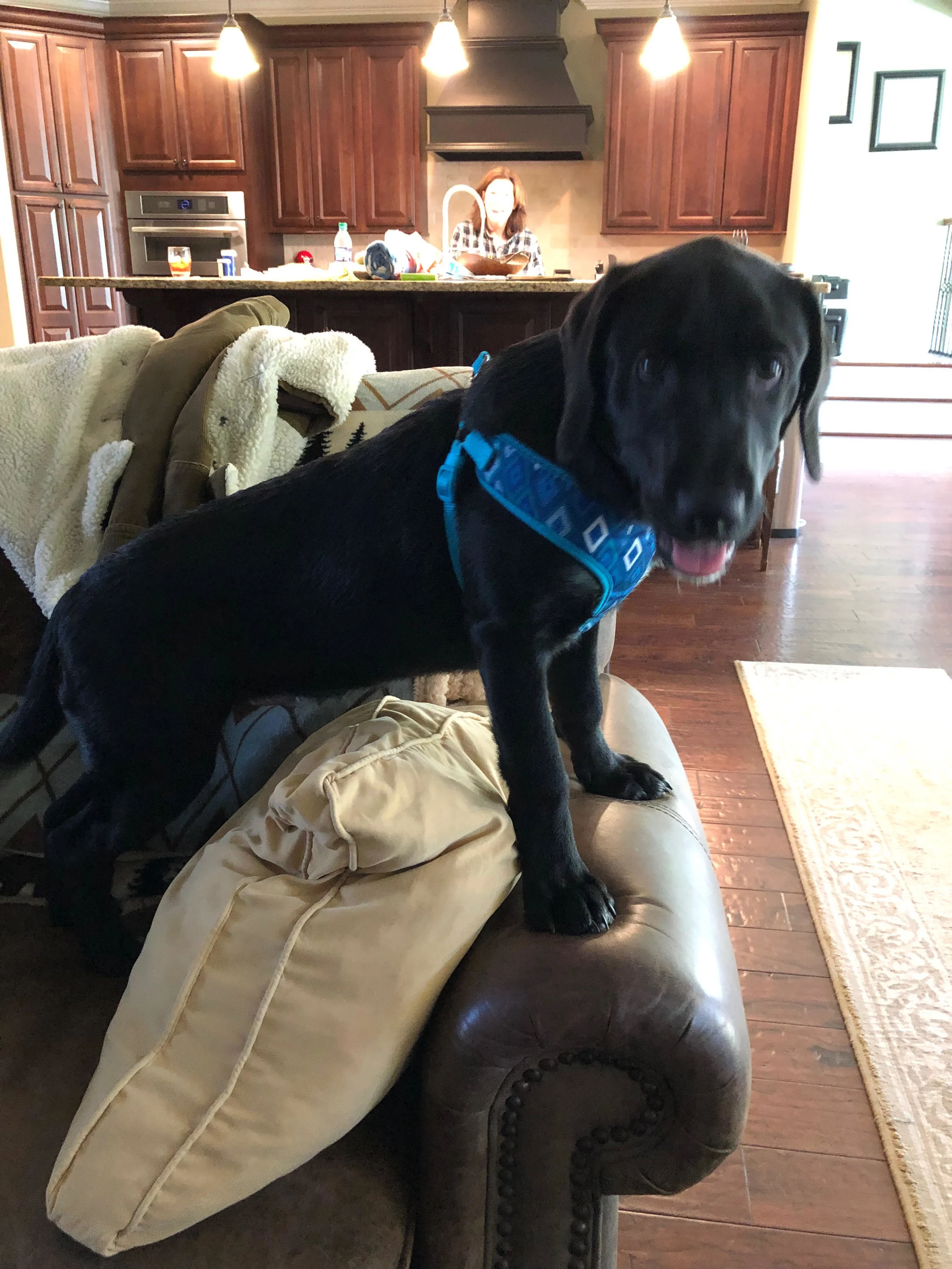 Comet now Buddy