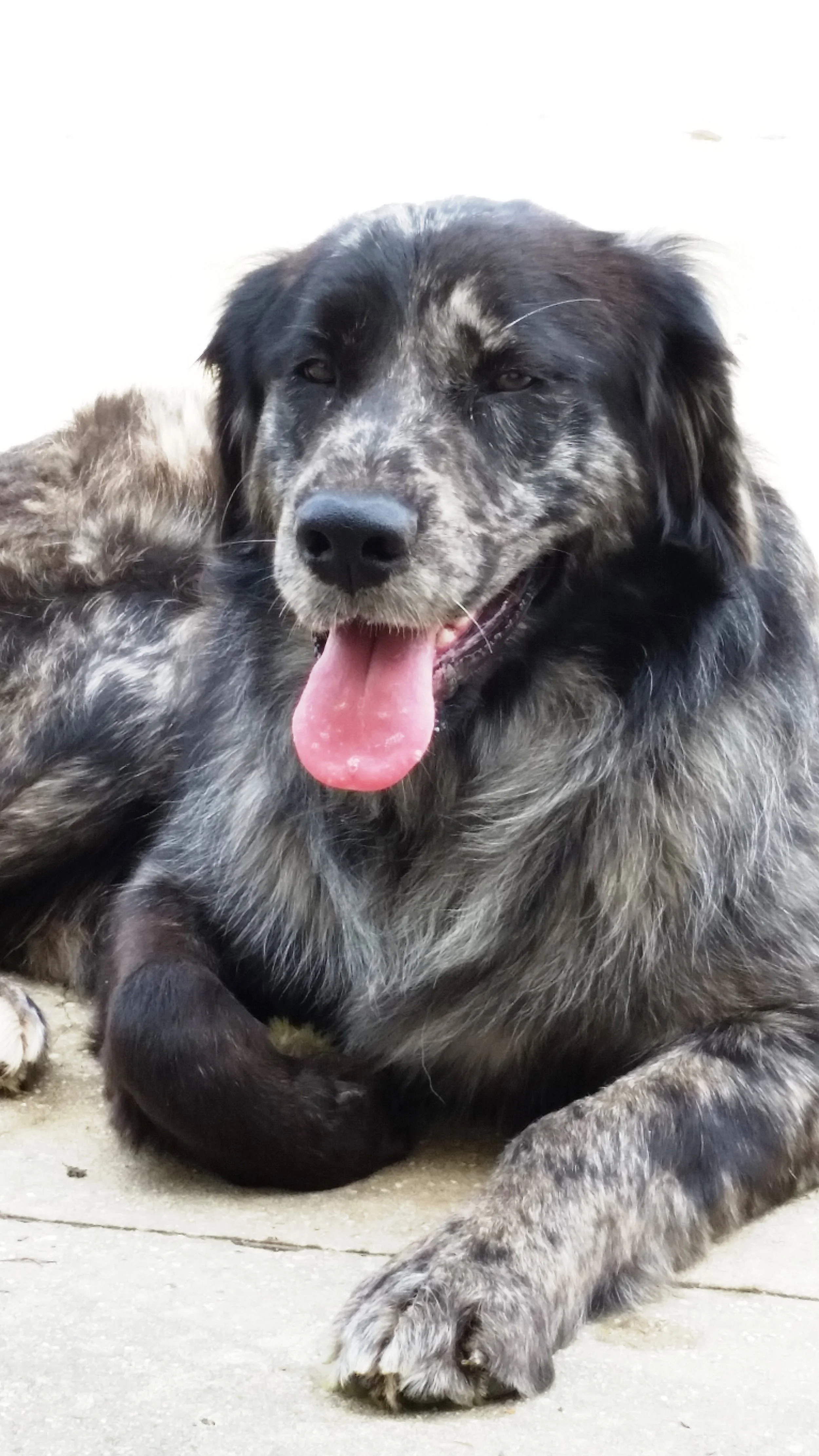 Meet Miss Whitney! Stunningly beautifu! Whitney is 4-5 years old, thin at 58 pounds and could put on at least 10, Golden / Australian Shepherd mix. She has the temperament of the Golden and coloring of the Australian Shepherd w Golden highlights. She is super sweet, very affectionate and tilts her head to the side while she talks to you. She has without a doubt been treated badly at one time because she can be skittish, fearful and will coward if your hand goes up to quickly. She does love to be hugged on, petted and her belly rubbed gently. She is a very gentle, docile and just an all around calm and loving dog. She isn't fond of going into a wired crate, but does well in the house. She walks well on a leash with out any pulling, rides well in a car once you help her in, fine around other dogs and doesn't even notice them. She would be ideal in a home that can shower her with love, be with her regularly, enjoy walking with her and just hanging out. She will need patients to get acclimated to a new environment. She will also need assurance and understanding since she was on her own for sometime it seems. If you are expecting a perfect dog she is not now, but can be once someone gives her the opportunity. If you are interested in giving this awesome gal a home please go complete the online pre-adoption application.