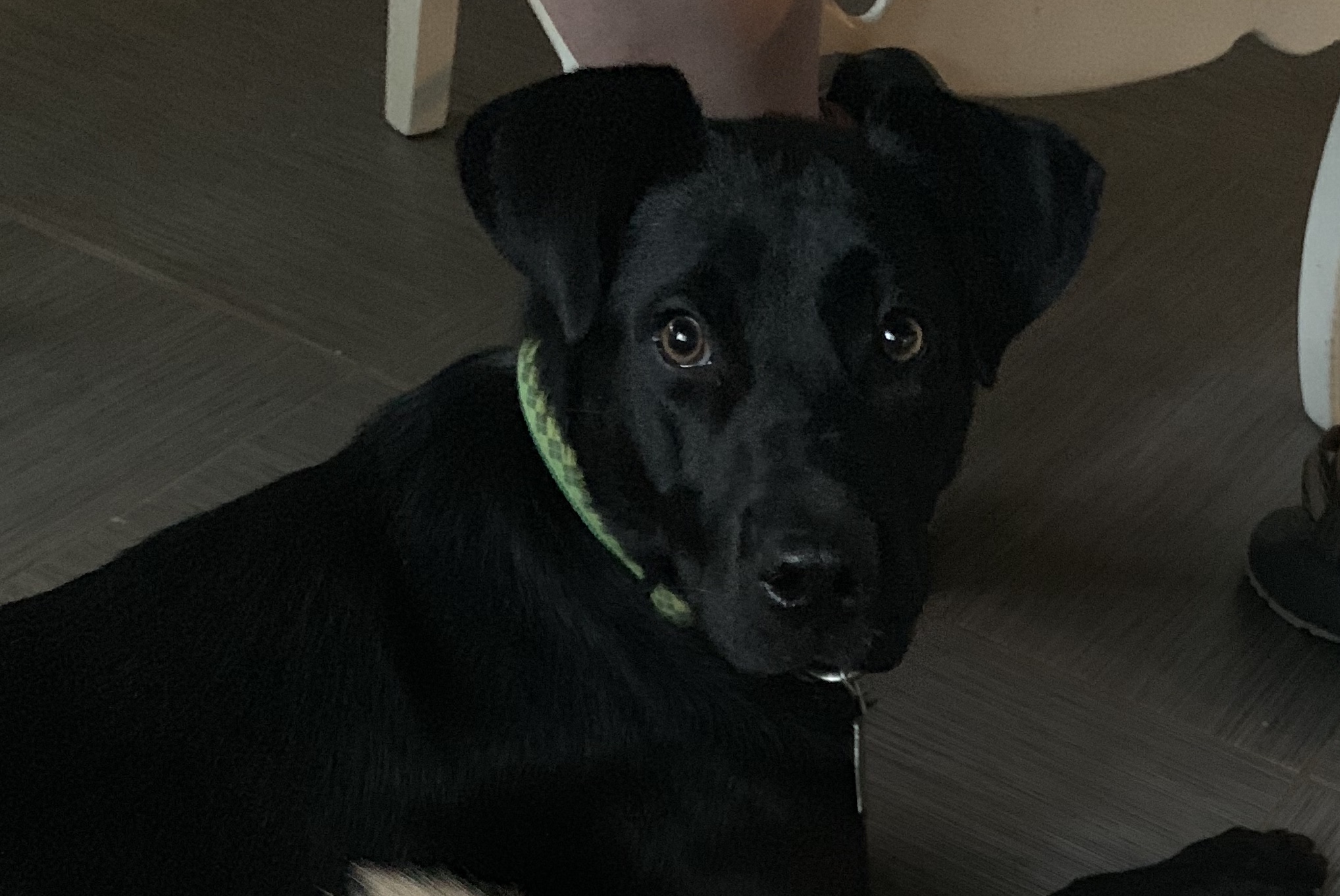 Missy.jpeg