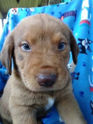 Hi my name is Jackson one of seven babies born to Miss Callie on June 18th 2019! I am a Red Lab mix male, 6 weeks old weighing now around 3-5 pounds. At 6 weeks, August 10th I will start my first set of puppy shots and will be ready to go to a forever home by the second week of September. Now is the time to get your pre-adoption application turned in so you can be approved and reserve to adopt me! Please complete the online pre-adoption application. I will have before leaving two sets of puppy shots, bordetella, dewormed and microchipped. You must adhere to our puppy program.