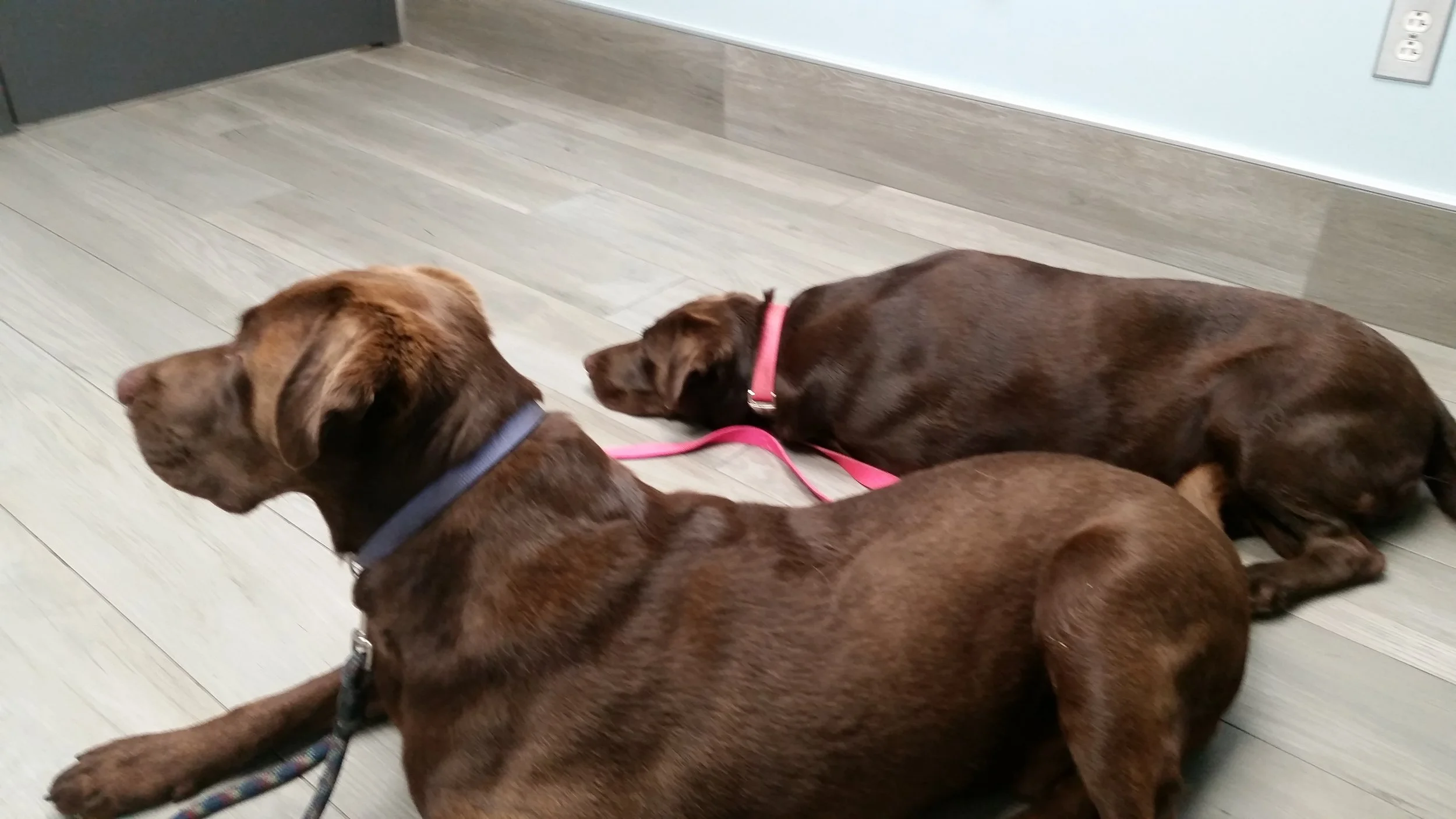 Bear and Elle