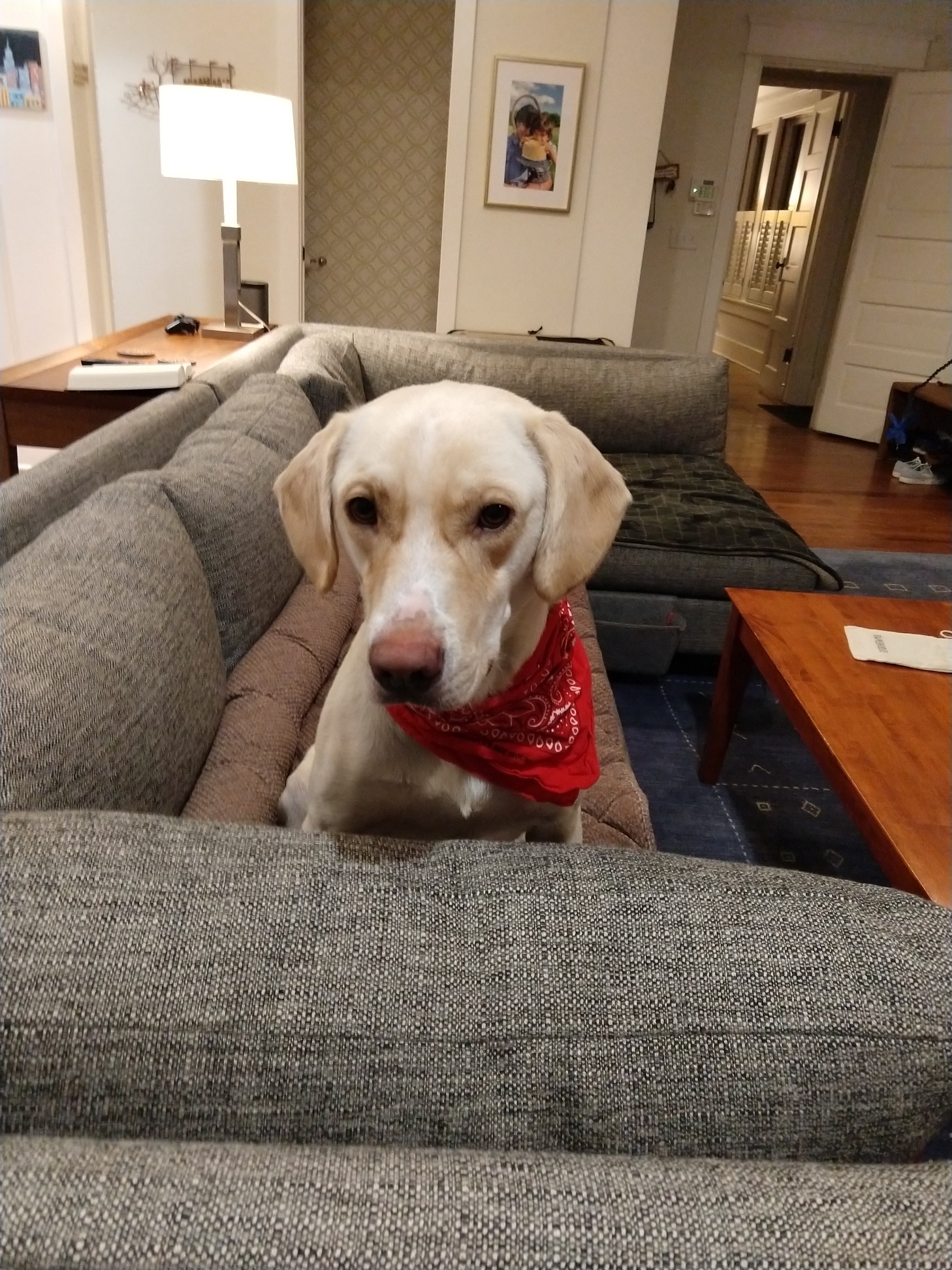 Bo