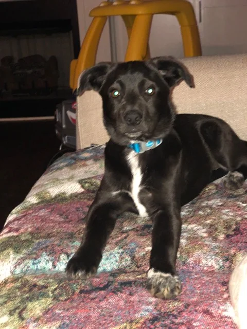 Stella