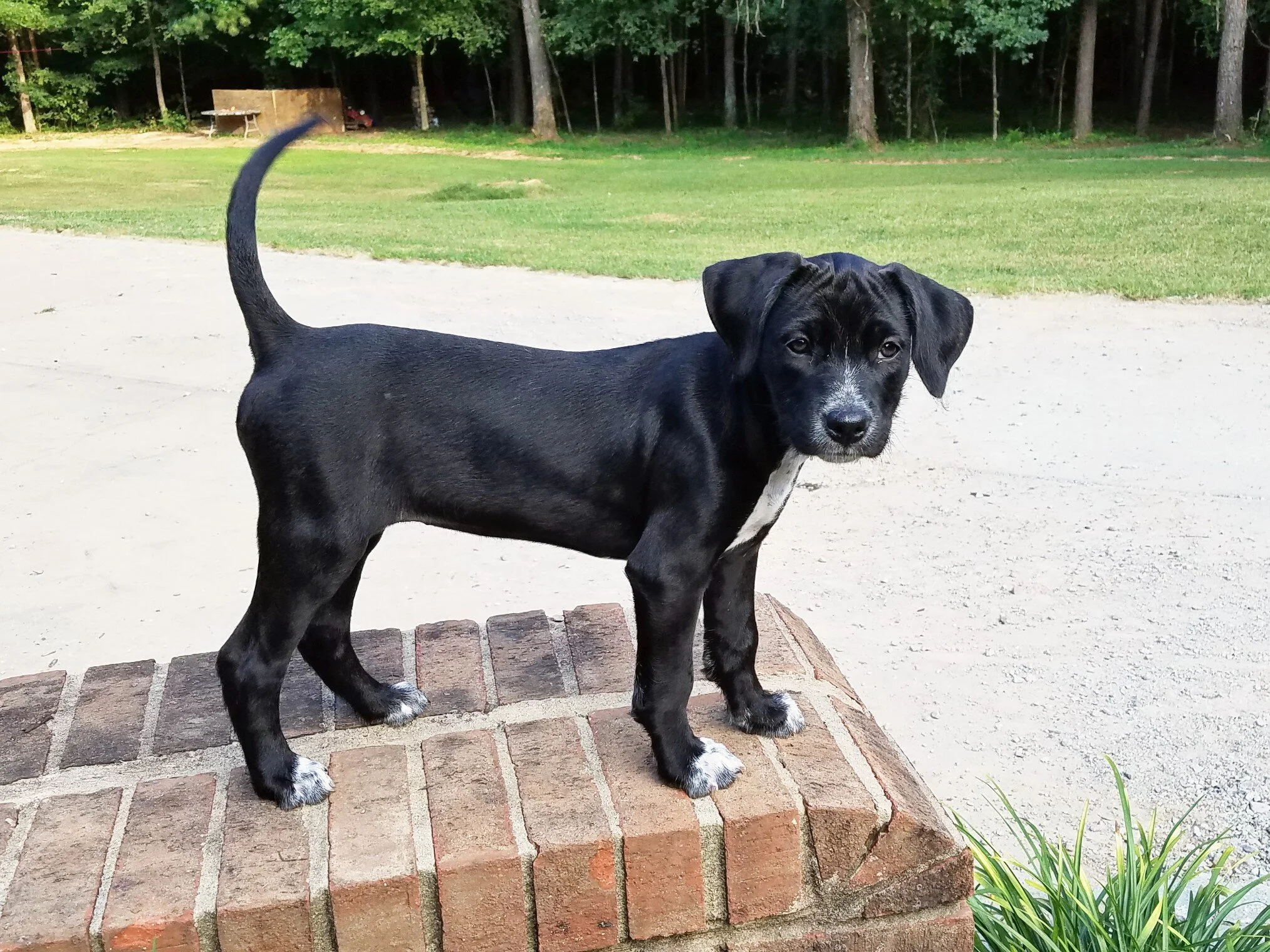 Hello there, my name is Liv. I was given my name as a happy little reminder that every day is a gift and that you should live life to the fullest. I am a black lab mix puppy, aprox 16 to 18 weeks old, that was found out in the woods with my big brother after someone left us there alone to fend for ourselves. Luckily for us our foster mom, took us home, gave us a bath, fed us, gave us plenty of toys, lots of snuggles and belly scratches, and a cozy bed to sleep in. I have been enjoying the princess lifestyle ever since! I get along well with other dogs but I am very timid, shy, and submissive at first. I am learning my manners and do well with patient kitties also. I am getting better at going to the door and sometimes I even sit and stare at the window as well to let my foster mom know I need to go outside to go potty between regular potty breaks. I sleep in my crate at night with very little fussing when it is bedtime. I am an absolute sweetheart with giant, expressive brown eyes that loves snuggling with my humans. I enjoy long walks and I don't mind running to keep up with you. I love to play fetch but sometimes I forget that I'm supposed to bring the ball all the way back to you when you throw it. I really enjoy playing with my toys and my deer antler is my favorite. I especially love chewing on anything I can find to help my big teeth grow in which is why my foster Mom gives me so many toys. I sometimes chew on things I'm not supposed to, but I do well when corrected and given a toy that is okay to chew on instead. My favorite part of the day is anytime I get the chance to lay in the big bed or on the couch with my foster Momma and get my tummy rubbed while I lay my head on her chest. I also like to follow my human everywhere like a four legged shadow and I will just sit nearby and observe whatever you are doing intently. If you are in search of a princess that lives for snuggles and gives lots of sweet puppy kisses in return I'm your girl! I would love to find my forever home with someone that has lots of time to dedicate to helping me learn how to become a confident companion. I am a growing puppy with lots of energy and all of the potential in the world to become someone's lifelong best friend so I hope that you will consider giving me a chance. If you are interested please go complete our online pre-adoption application. Liv thus far has had two sets of puppy vaccines, bordetella, deworming and microchipped. She is ready to go to a forever home.