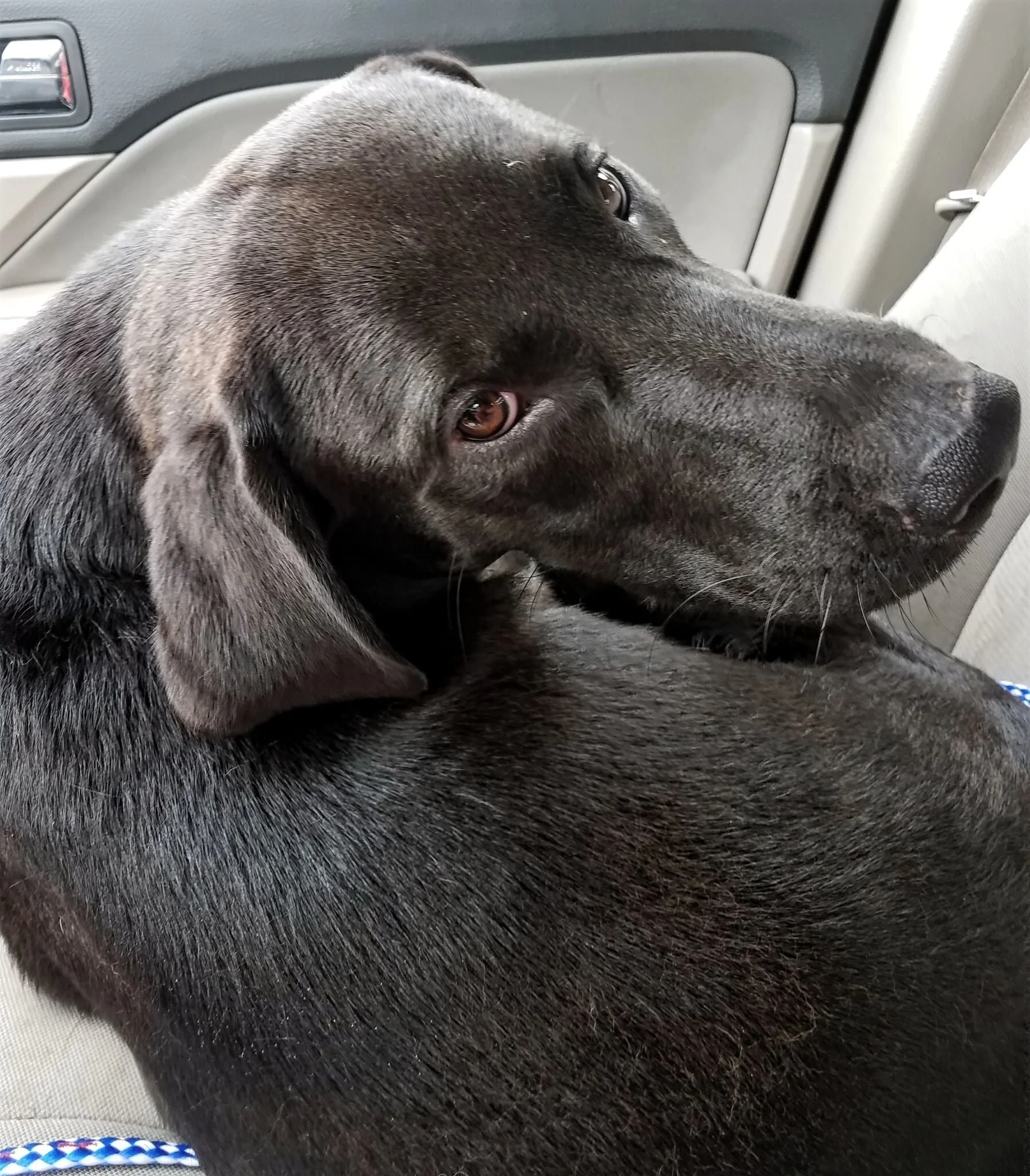 southern labrador rescue