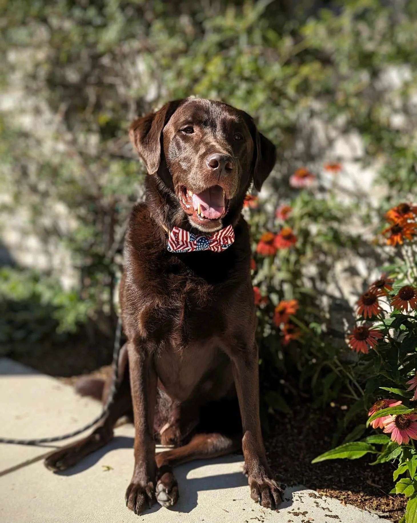 Our Dogs — Southern Skies Labrador Rescue & Adoption