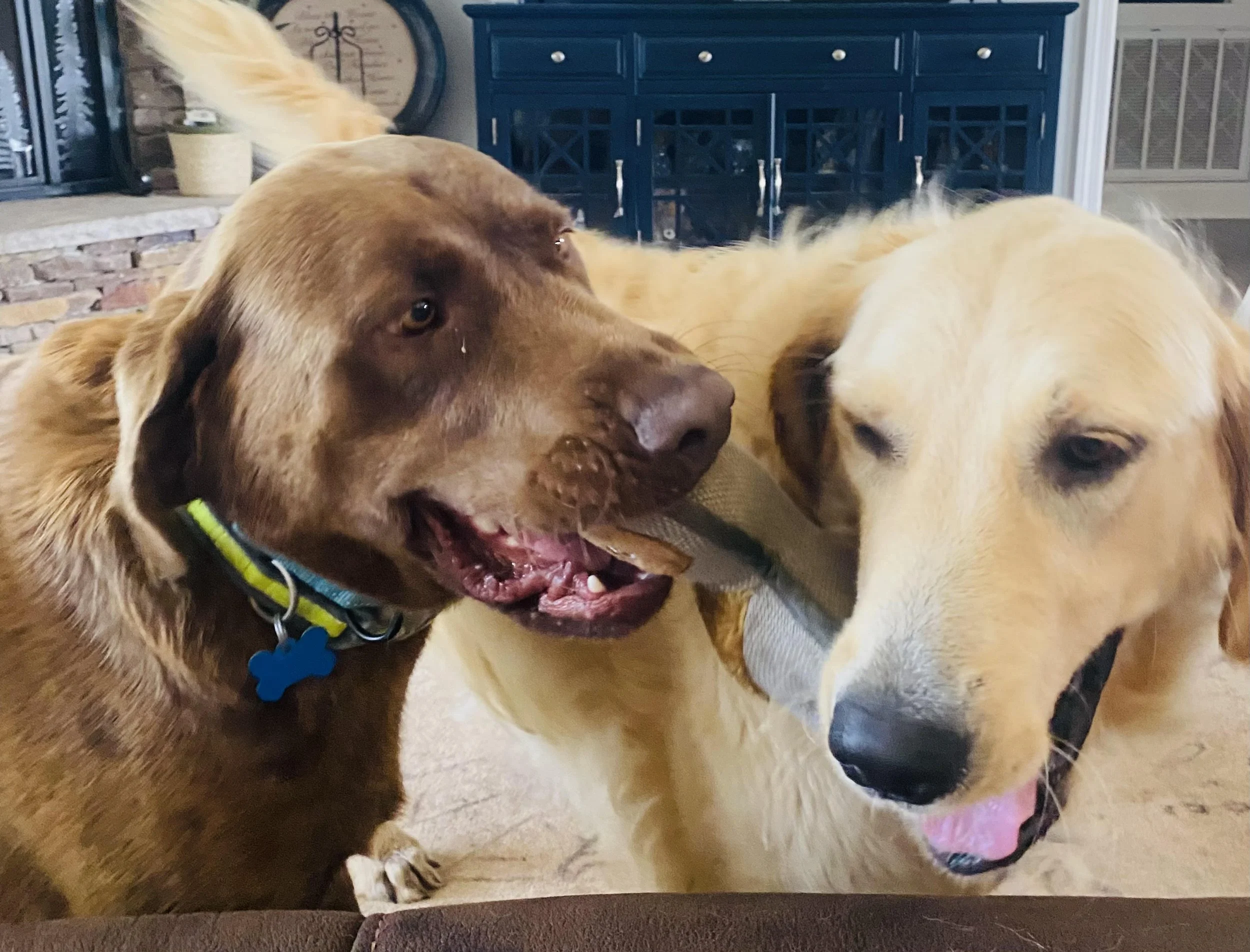Our Dogs — Southern Skies Labrador Rescue & Adoption