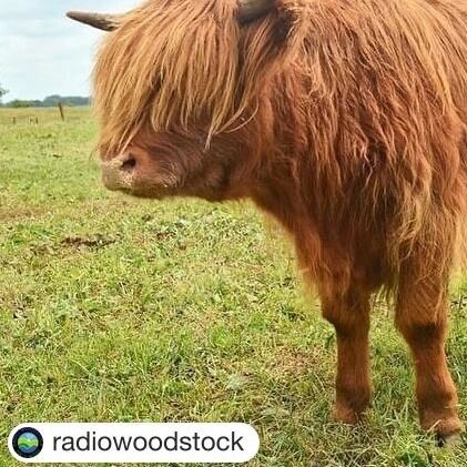 Safety Brief is on the website under Event Info. Please read it. We want you to know about the cattle on the course! No joke!

#Repost @radiowoodstock with @get.repost
・・・
🚨🚨🚨LOST Highland COW🚨🚨🚨
Last seen between RT. 28, Sawkill, Zena Area
If 