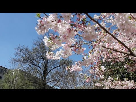 National Cherry Blossom Festival Parade