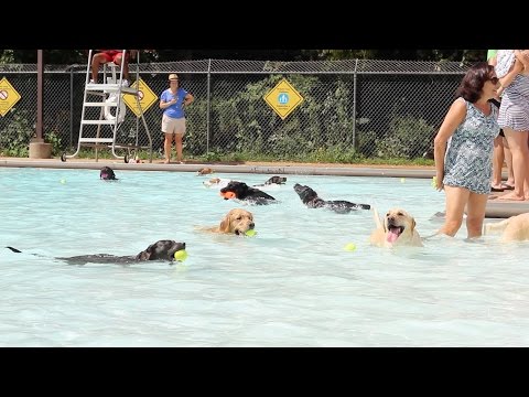 Doggy Day Swim