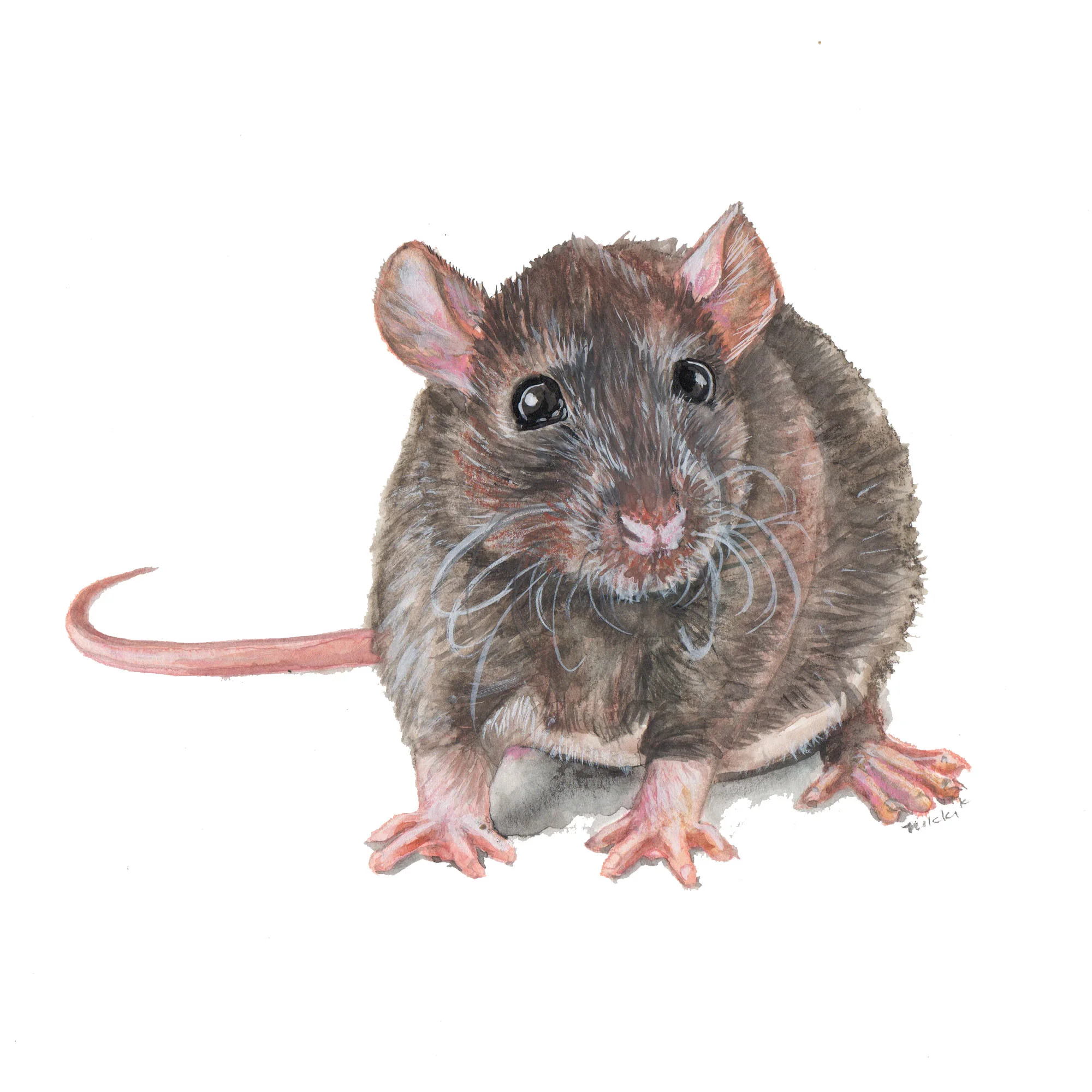ratonwhite.jpg