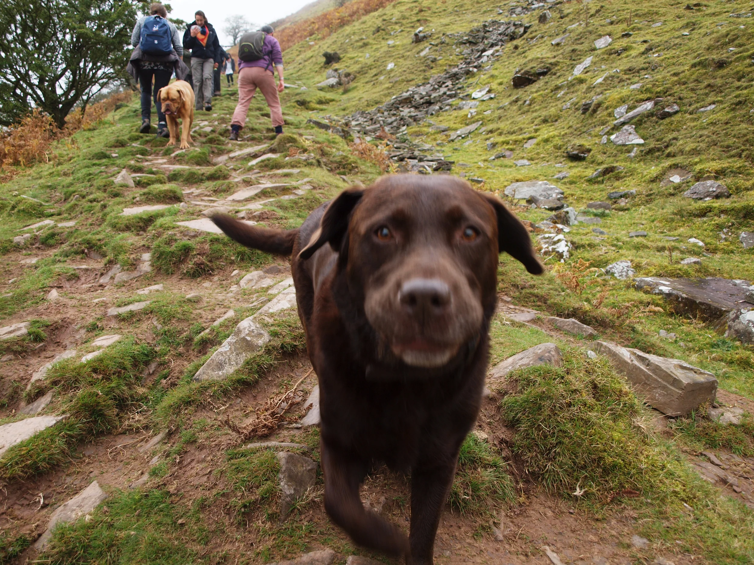 Dog rushing towards the camera