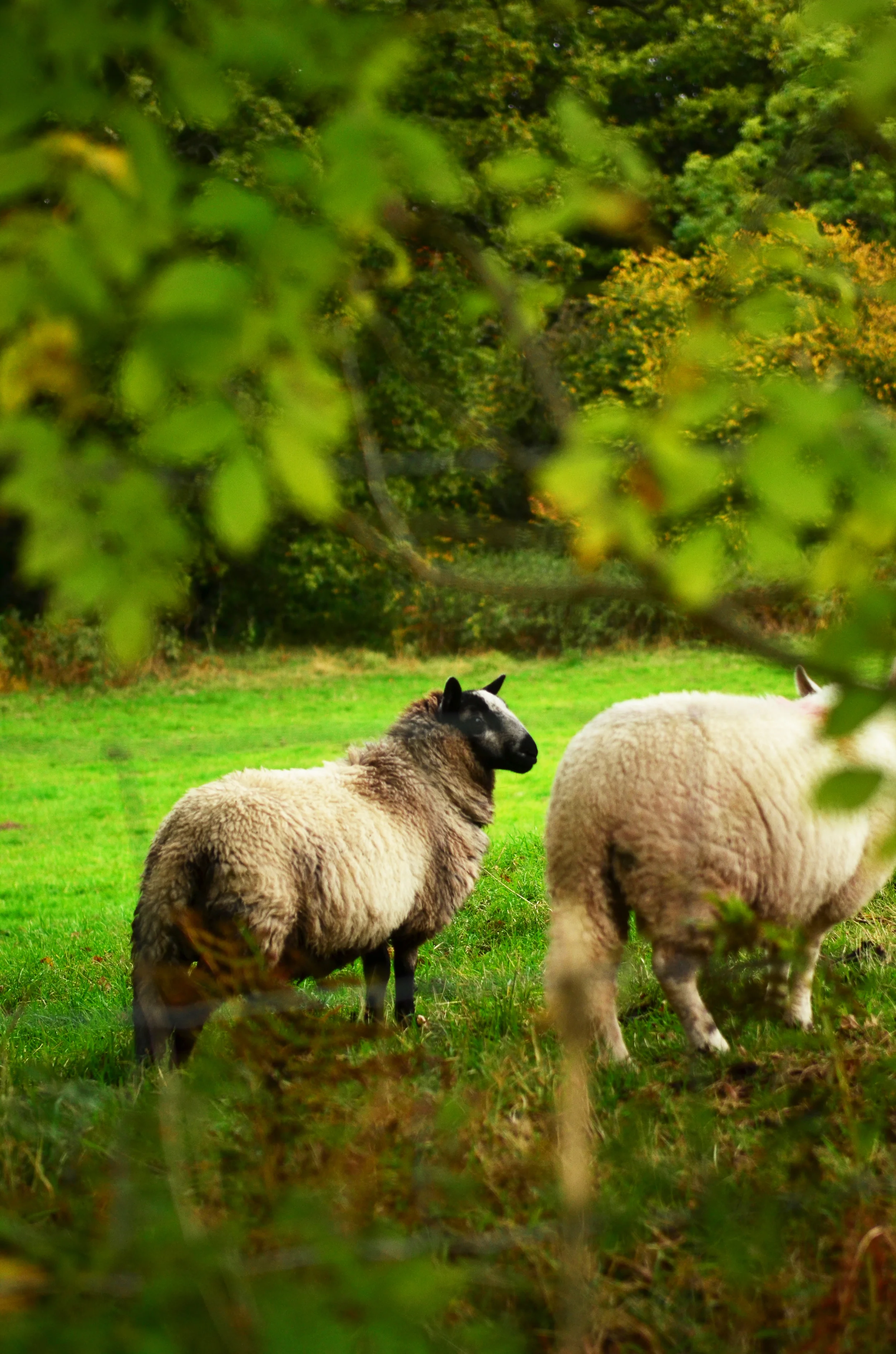 Dark Sheep