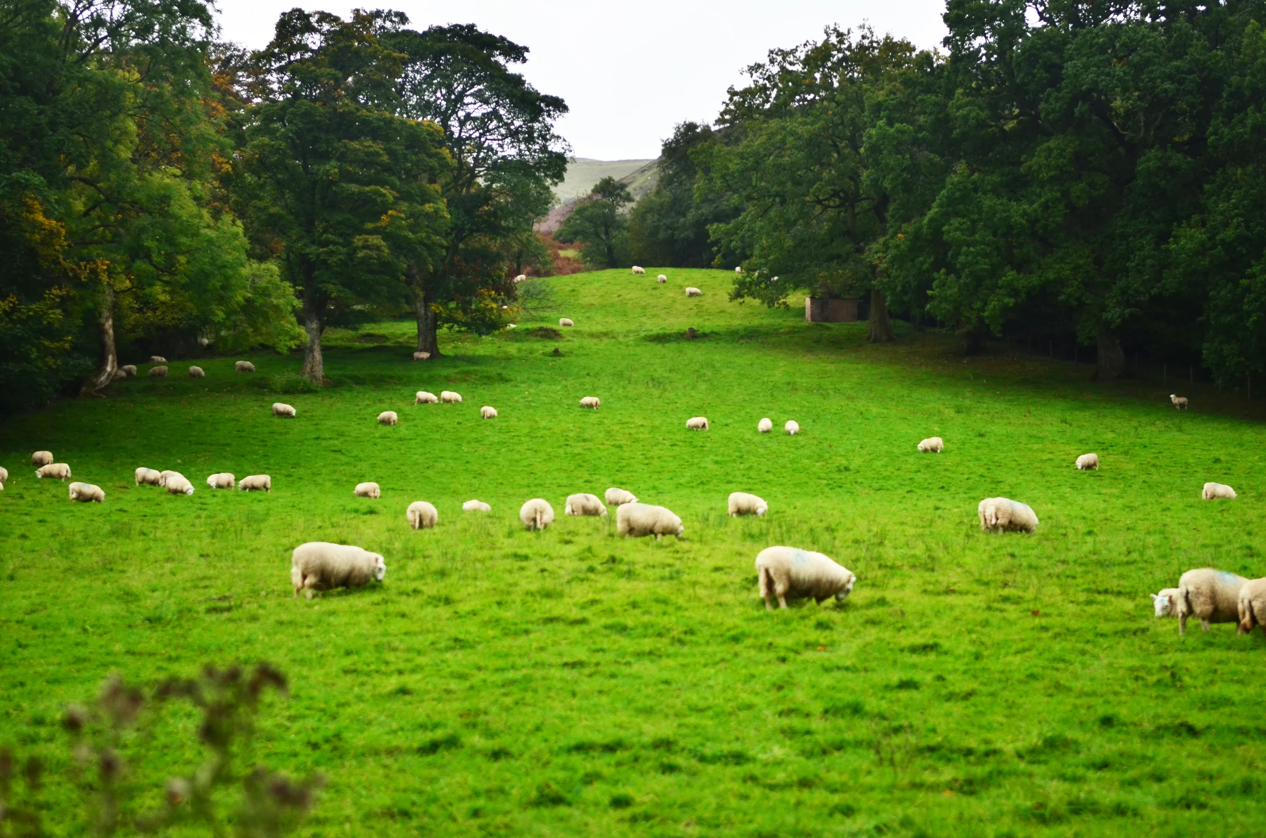 Lots of Sheep