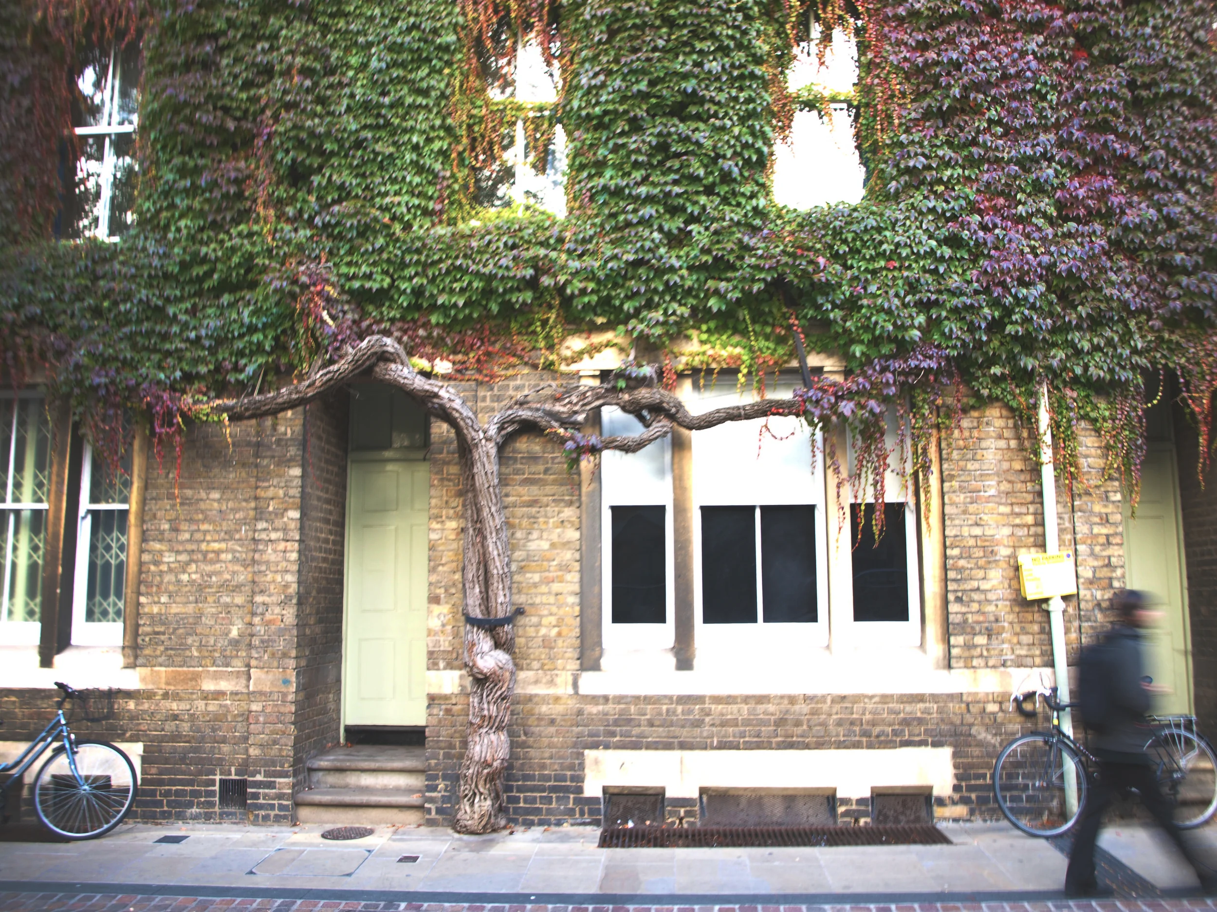 verdant facade