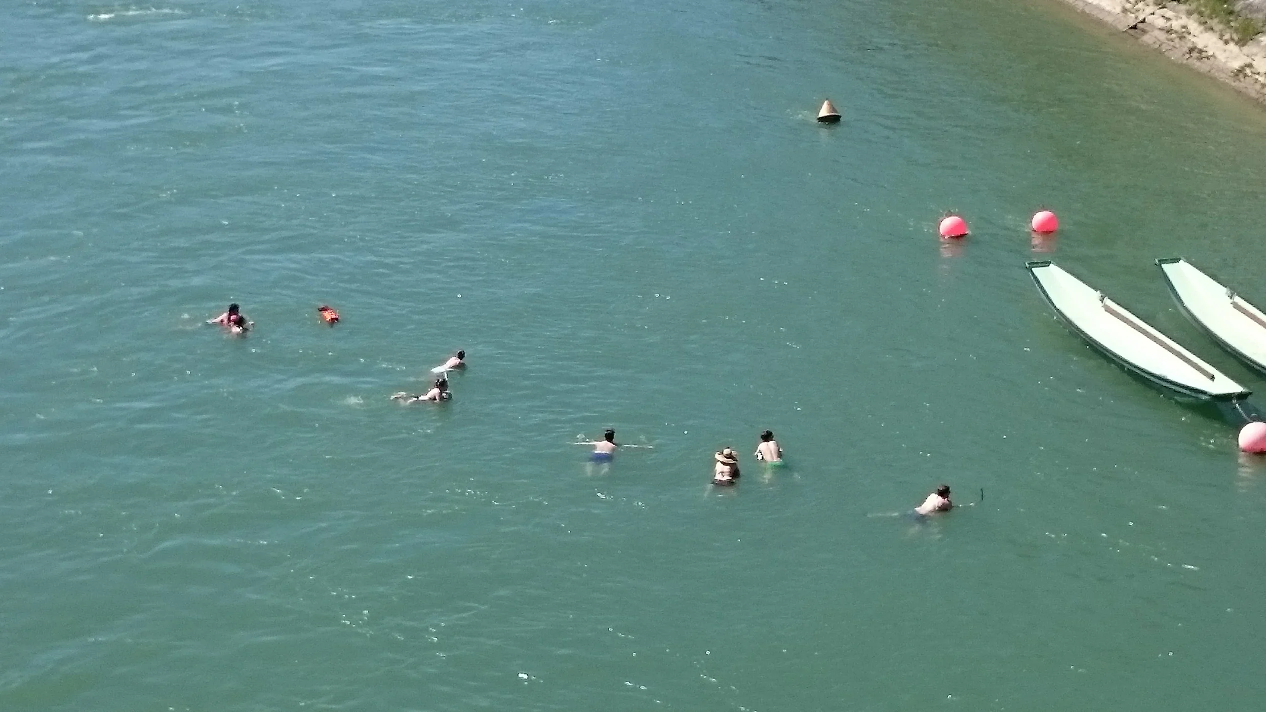 A bunch of people and dogs were swimming in the river