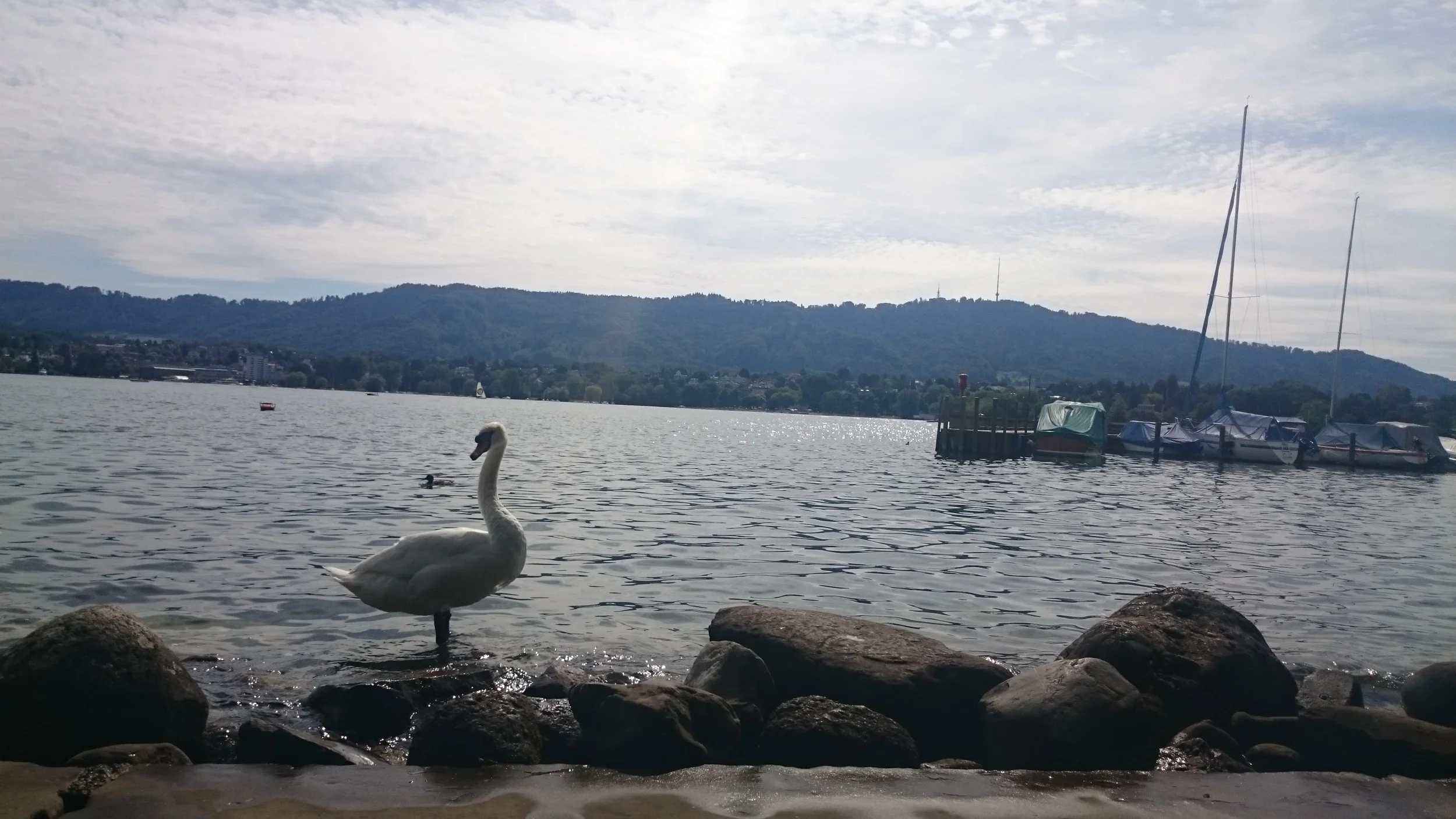 Swan leisure time
