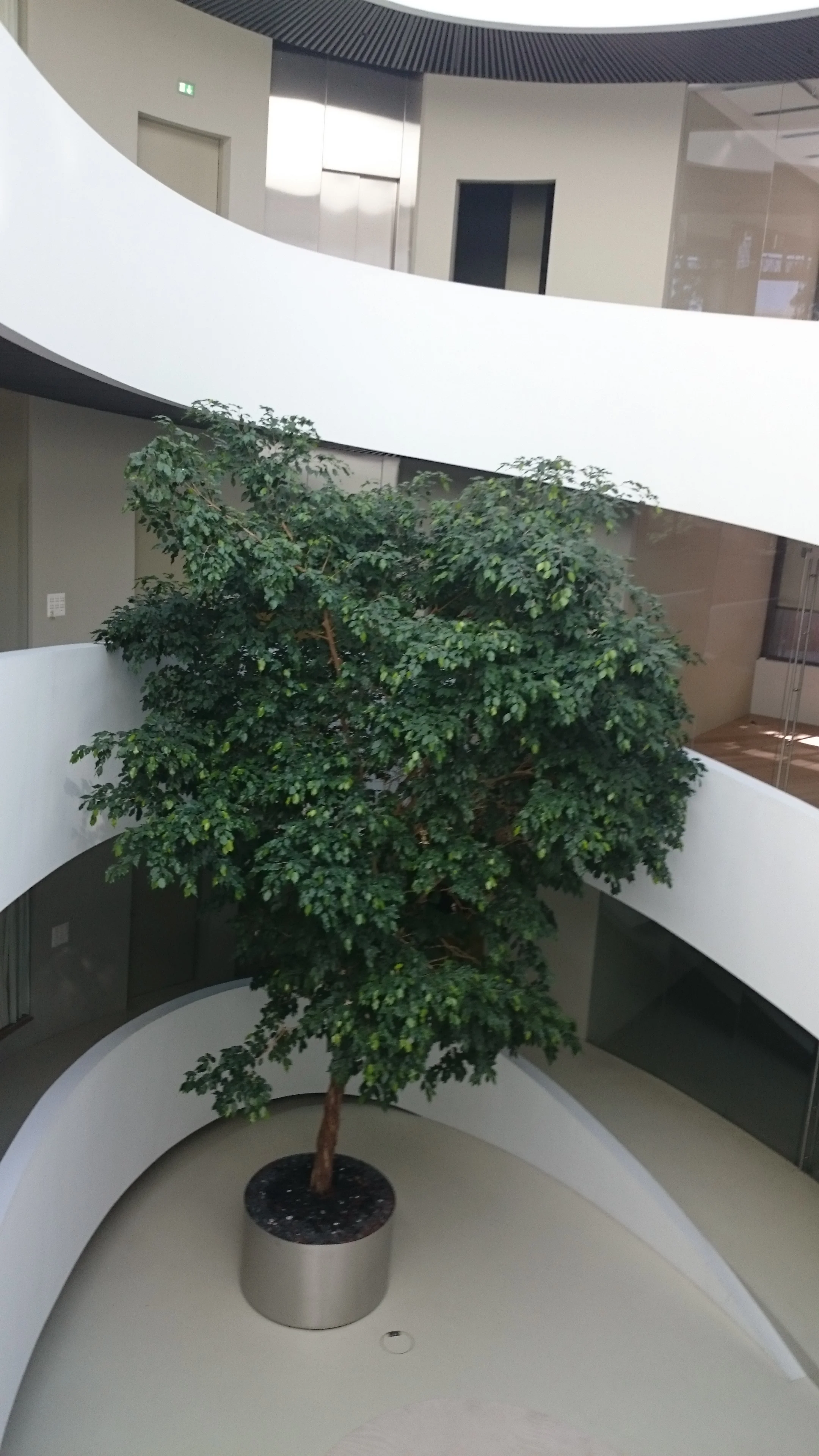 Roger Federer donated this tree for this office building