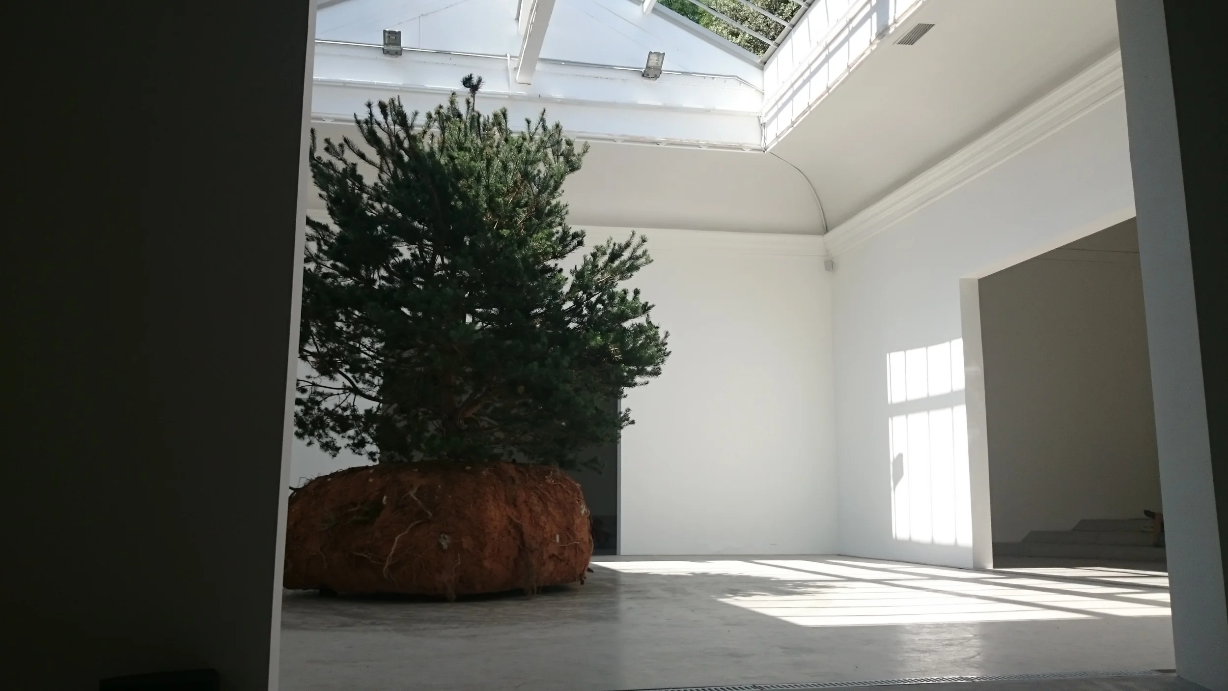 moving trees