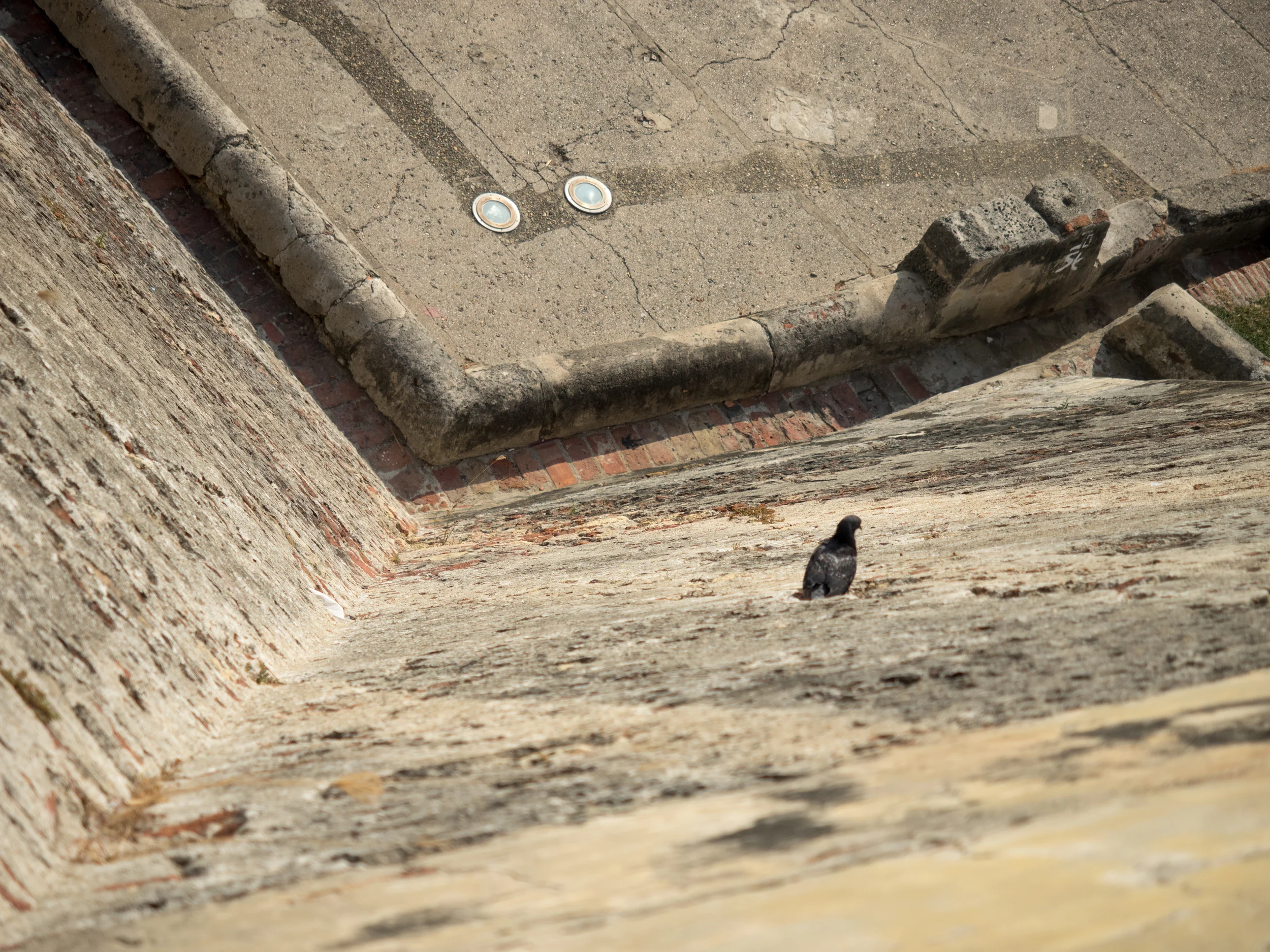 Birds in the cracks of the castle