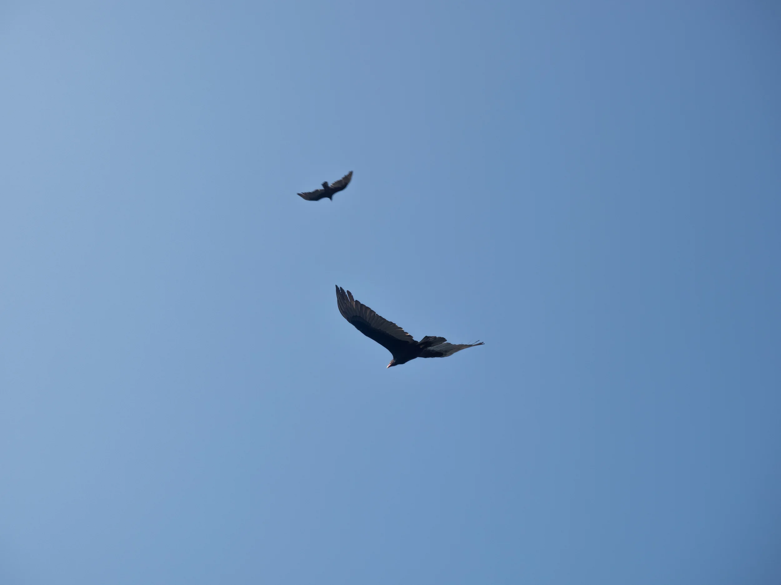 Andean Condor - National bird of Colombia