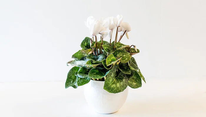 Beeld: fleurametz