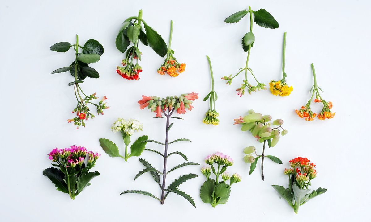 Beeld: mooiwatplantendoen