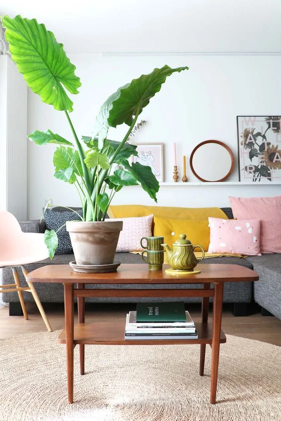 5. Alocasia 'Macrorrhiza’ , in de volksmond ook wel ‘olifantsoor’ genoemd