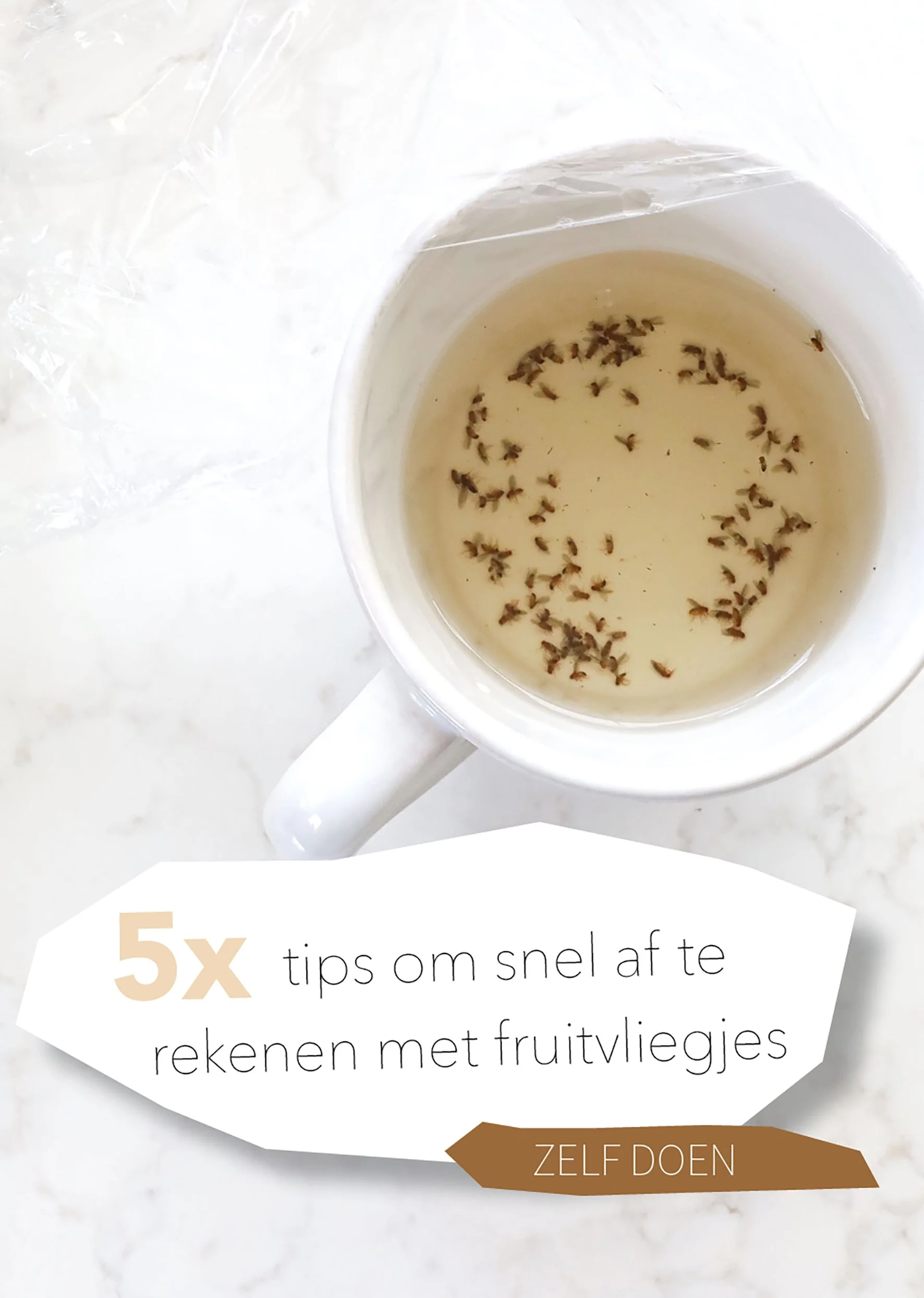 Fruitvliegjes in huis? Met deze tips kom je er vanaf (en zo blijven ze weg) — sevencouches Fruitvliegjes In Huis? Met Deze Tips Kom Je Er Vanaf (En Zo Blijven Ze Weg) — Sevencouches