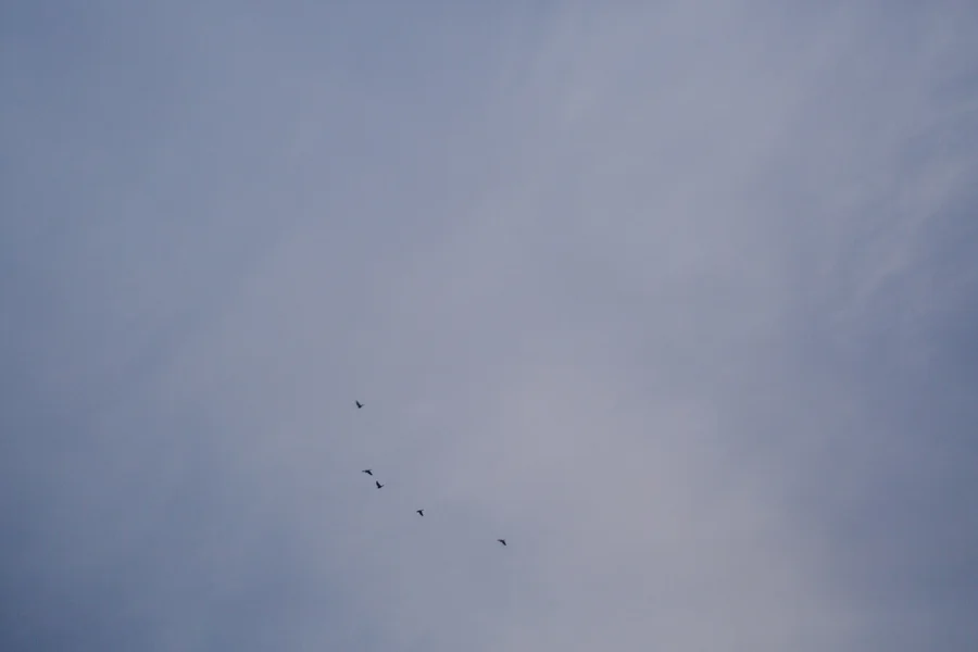IMG_5332.jpg