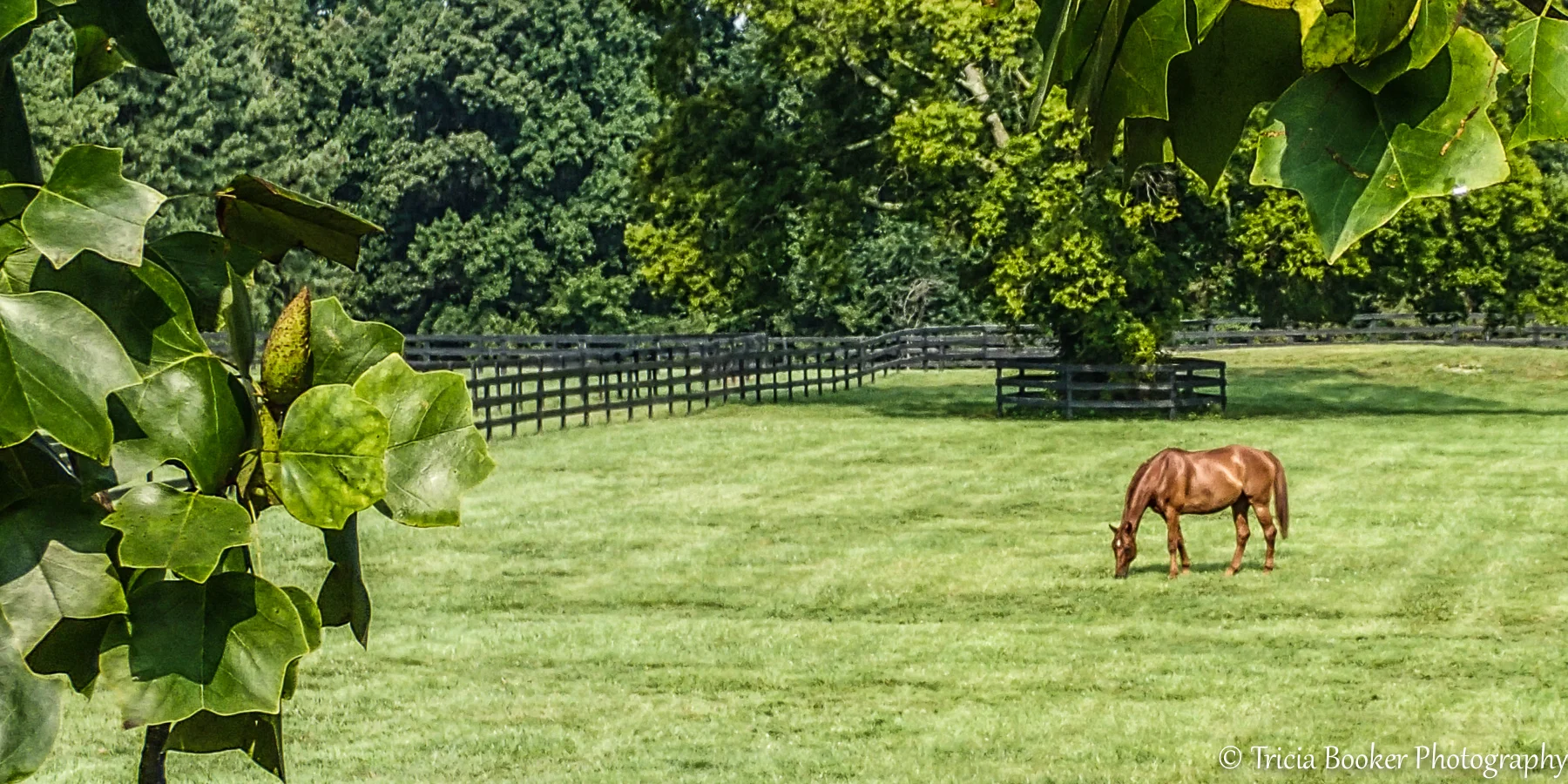 Horse Mortality & Medical Insurance — The EMO Agency Inc. Equine