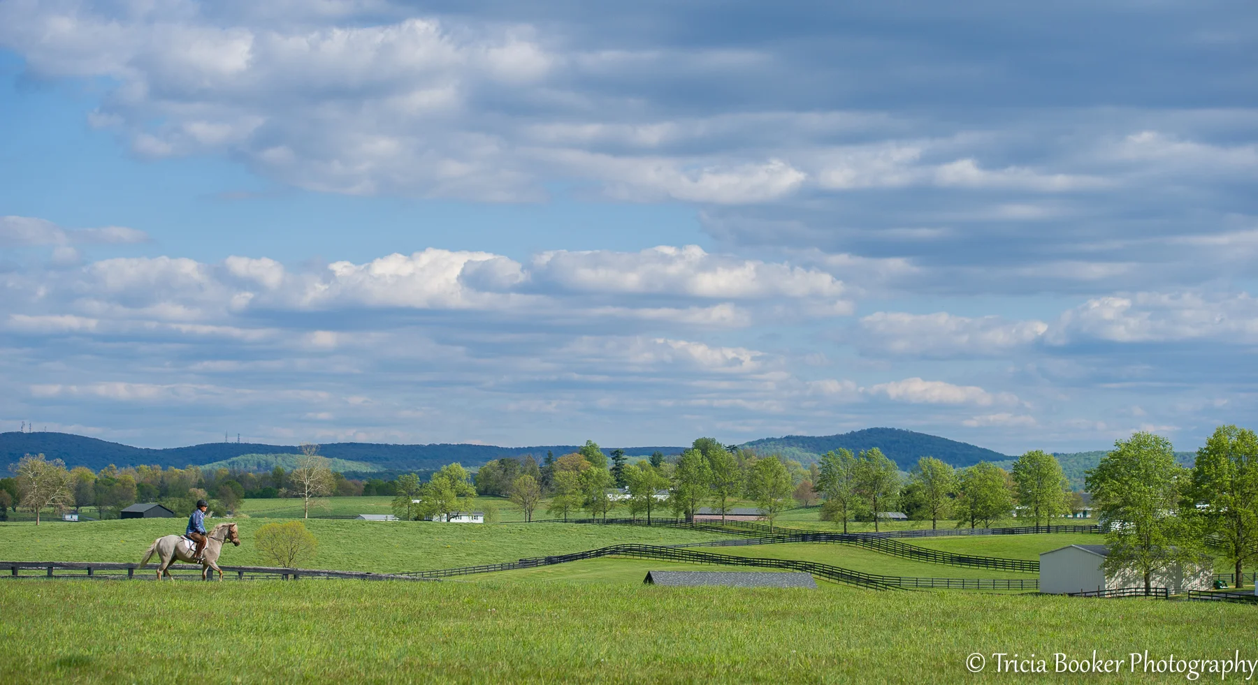 Equine Liability Insurance for Equestrian Businesses — The EMO Agency Inc.  Equine Insurance Experts