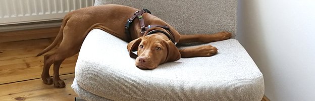 Hundeschule Lottaleben Hundetrainer Berlin Magyar Vizsla Nox