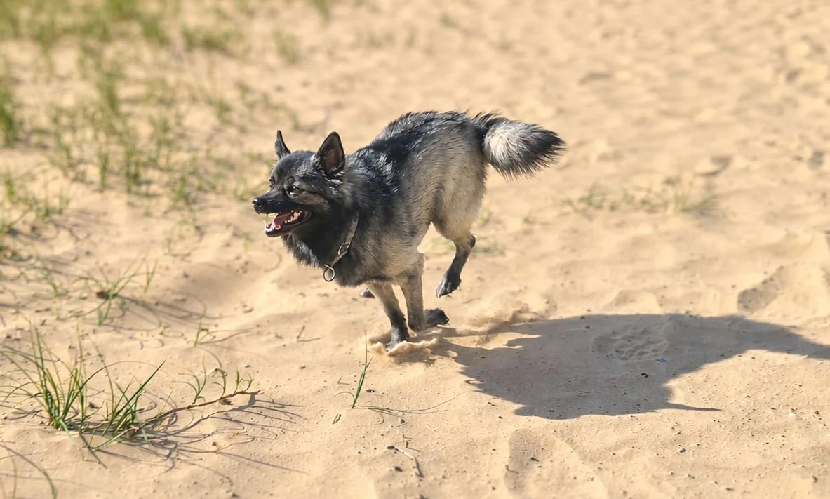 Hundeschule Lottaleben Hundetraining Kleinspitz graugewolkt
