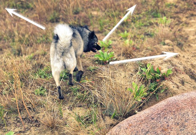 Links - rechts - geradeaus?