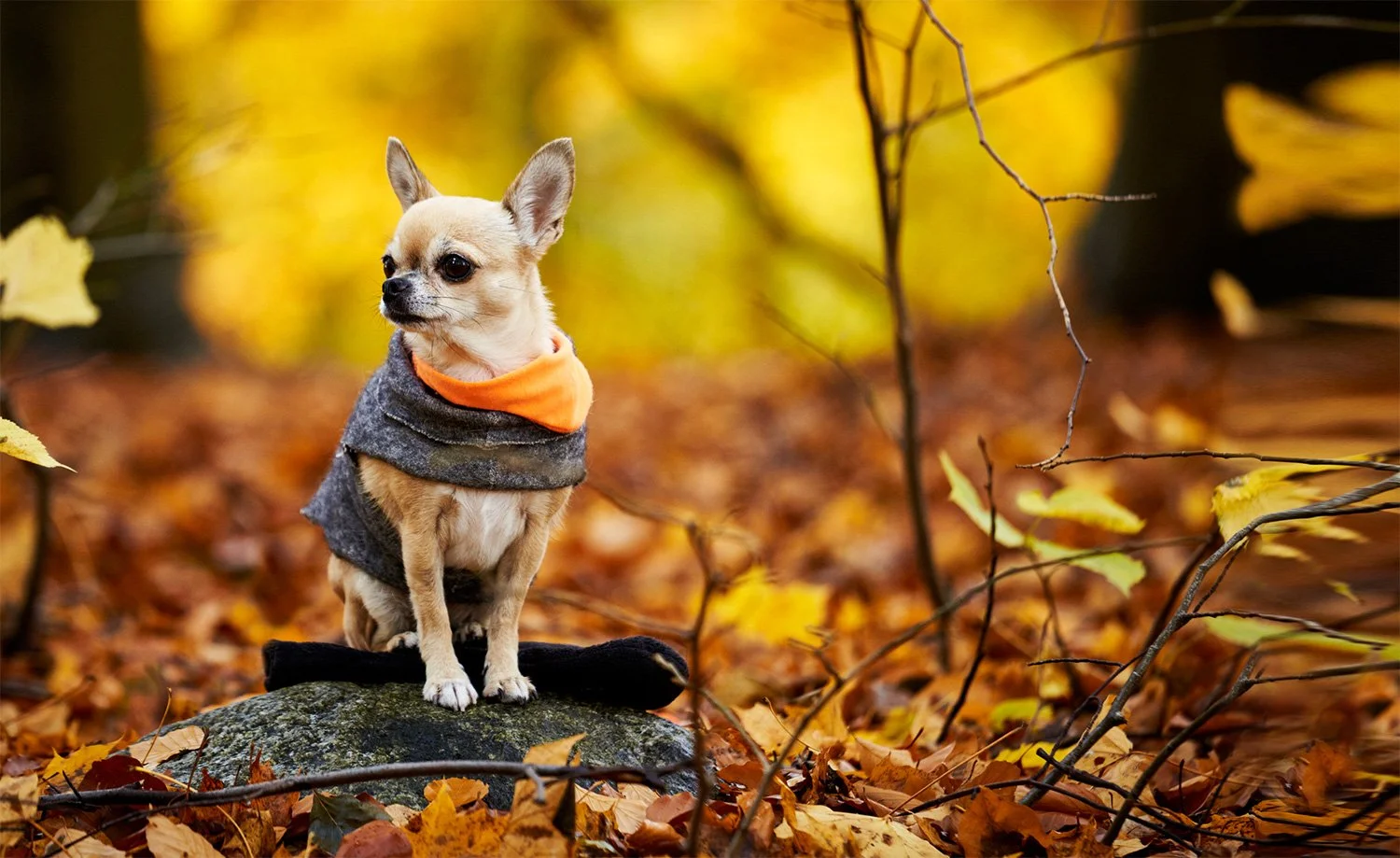 hundeschule-lottaleben-hundetraining-berlin-älterer-cremefarbener-chihuahua-im-wald-mit-jäckchen.jpg