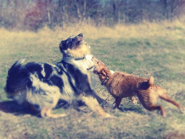 02-hundeschule-lottaleben-hundetraining-berlin-collie-australian-shepherd-mix-max