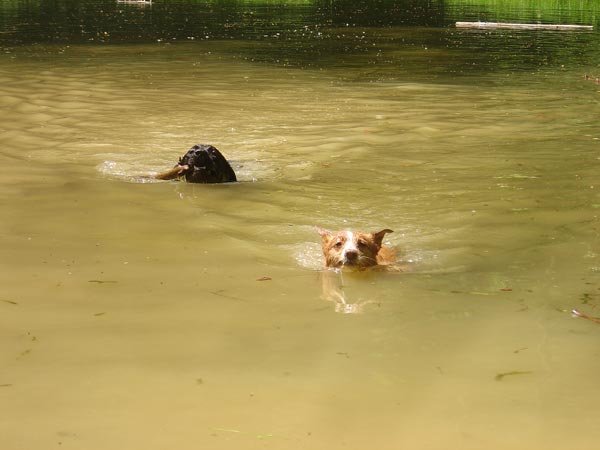 08-hundeschule-lottaleben-hundetraining-berlin-apportieren-im-wasser-mit-labrador-paul