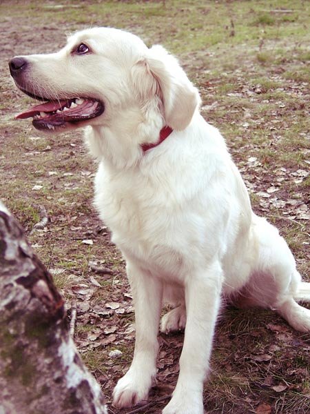 Golden 17-hundeschule-lottaleben-hundetraining-berlin-golden-retriever-molly