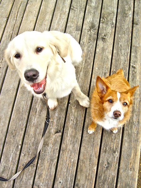 21-hundeschule-lottaleben-hundetraining-berlin-golden-retriever-dame-molly-mit-lotta